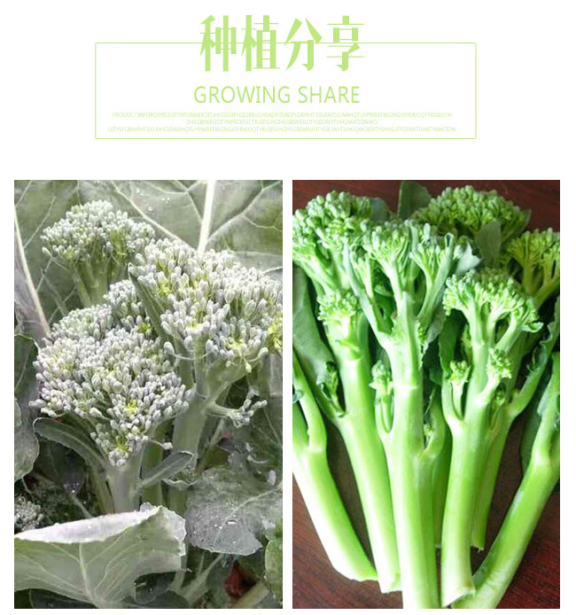 美农汇西兰苔种子西兰花菜苔芥蓝芥兰易种生长快采收期长阳台盆栽特色小西兰花西兰苔5克 袋 图片价格品牌报价 京东