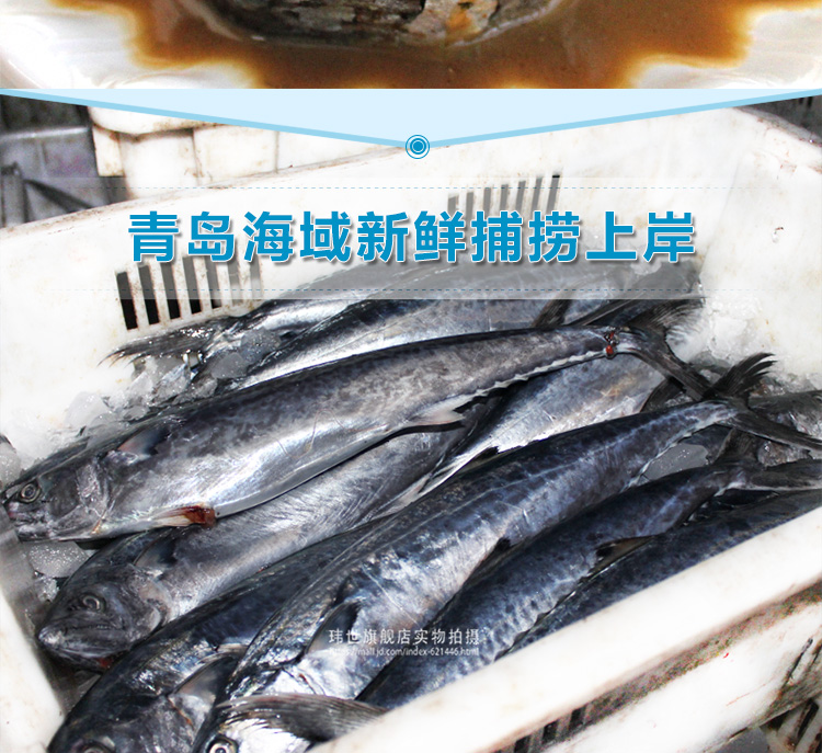 当季捕捞春鲅鱼下单送礼盒玮世冷冻青岛鲅鱼整条蓝点马鲛鱼新鲜海鱼