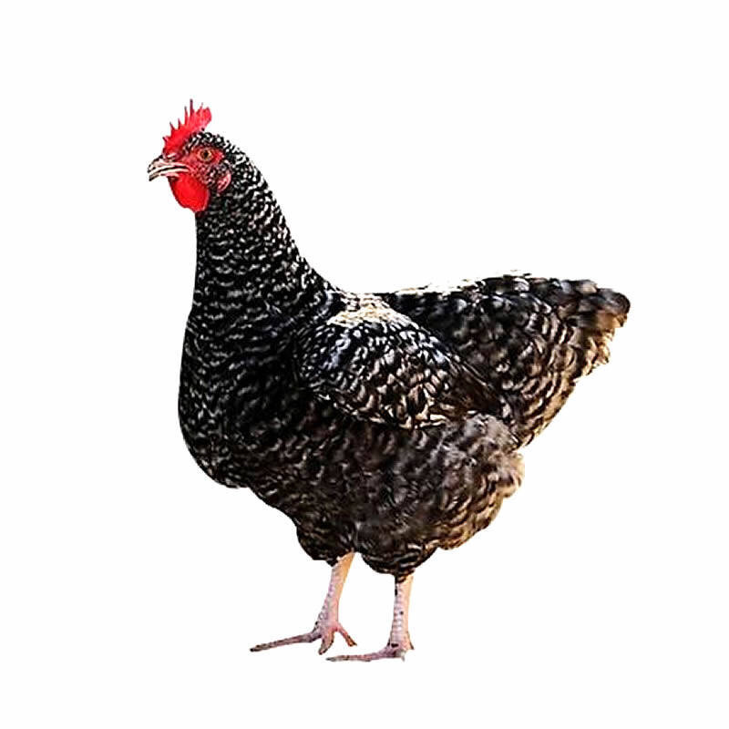 源外园 芦花鸡 农家散养芦花鸡 土鸡 柴鸡 走地鸡 活体现杀发货 月子