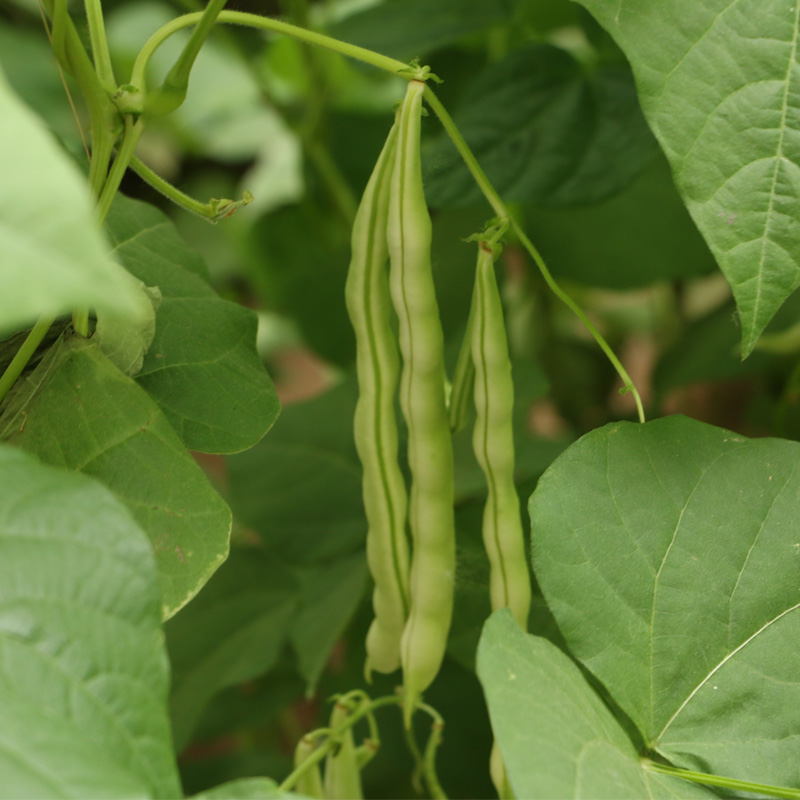 味小仙 四季豆 新鮮豆角 生鮮蔬菜扁豆米豆 3斤