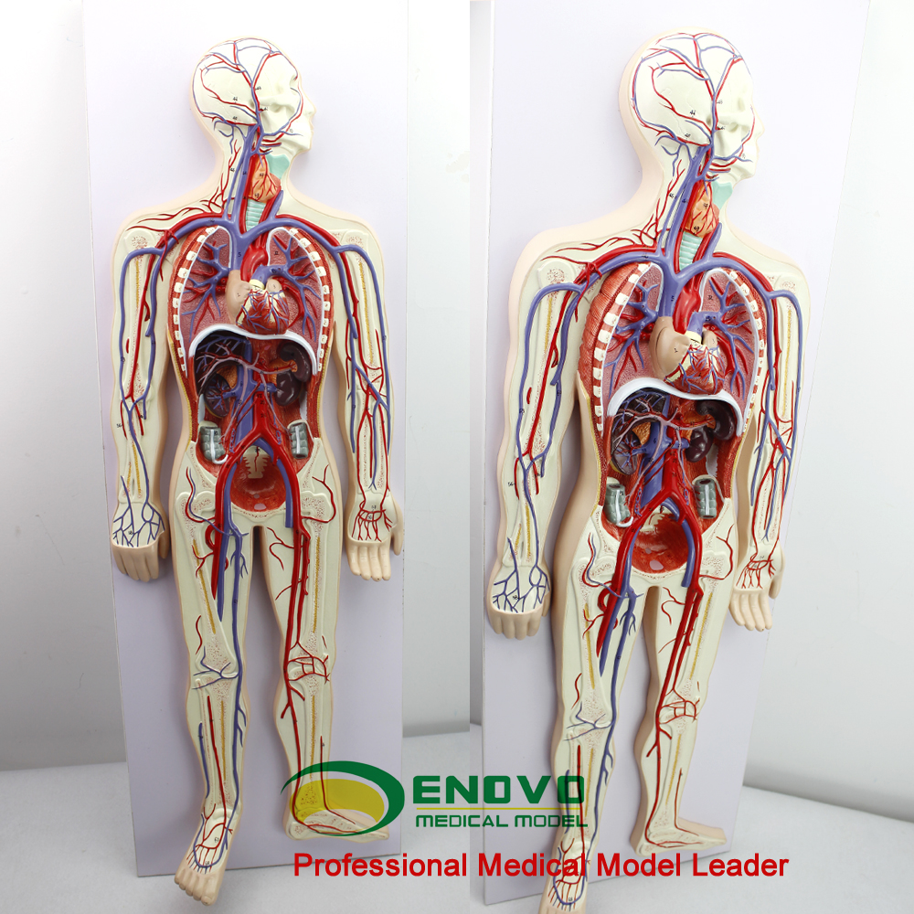 循环肺循环双循环心血管介入心脏模型心外科血管动脉静脉人体解剖系统