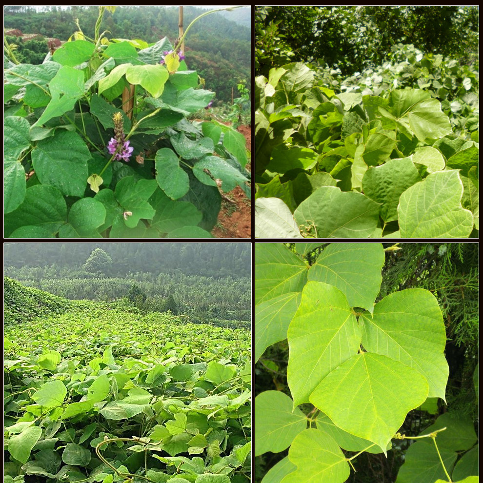 【品質保證】堯虎葛根 葛根塊 葛根片 葛根茶250g*1袋 可泡茶煲湯