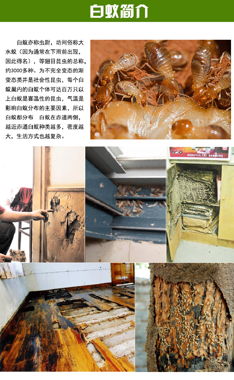 康宇白蚁药杀虫剂杀白蚁药地板装修家用灭治白蚁诱杀白蚁药 10瓶装