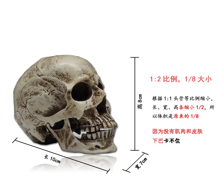 头颅骨头介绍图片图片