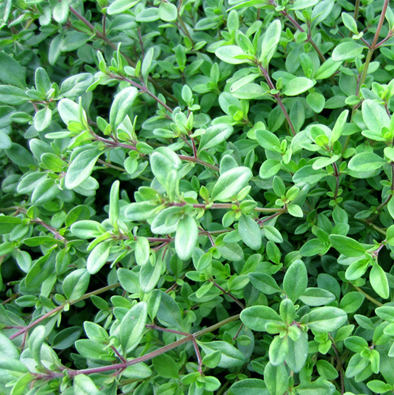 寿禾阔叶百里香苗芳香植物室内花卉绿植盆栽西餐料理配菜作料蔬菜阳台