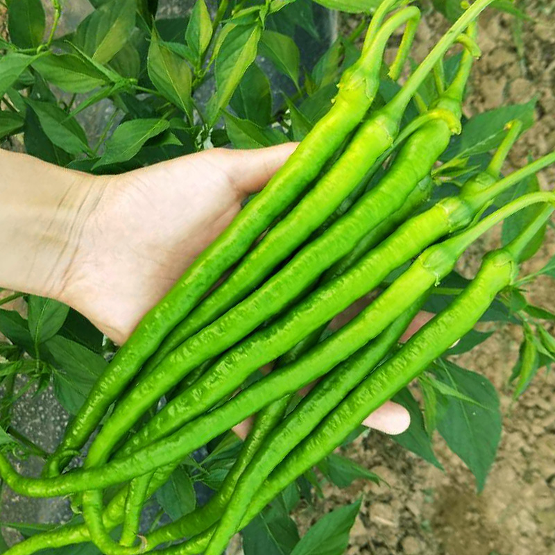 蔡家洼大货栈 线椒 青辣子 青椒 二荆条 细长尖椒辣椒 长椒 新鲜蔬菜