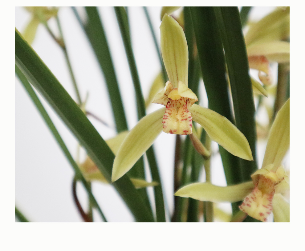 铁骨金针 夏带浓香花苞室内室外绿植兰草花卉盆栽兰花苗 8苗连体裸根