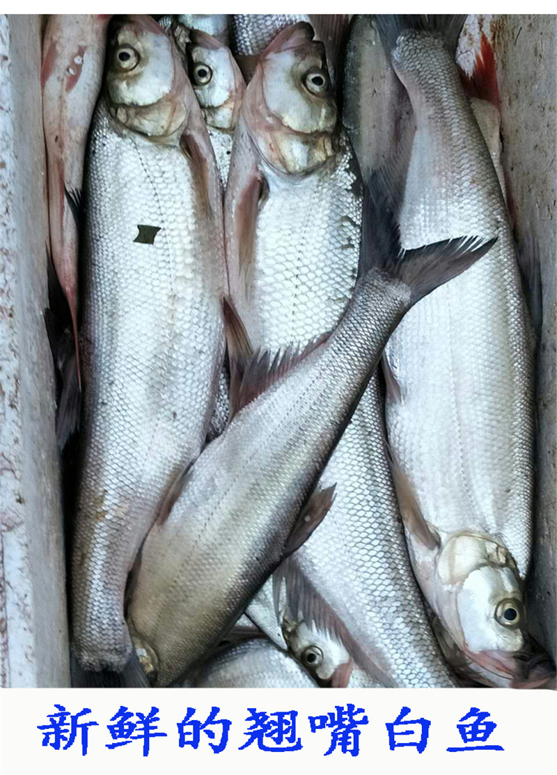 翘嘴白鱼翘嘴白翘嘴鲌大白鱼翘嘴巴大白刁子鱼现逮现杀淡水鱼大菜园约