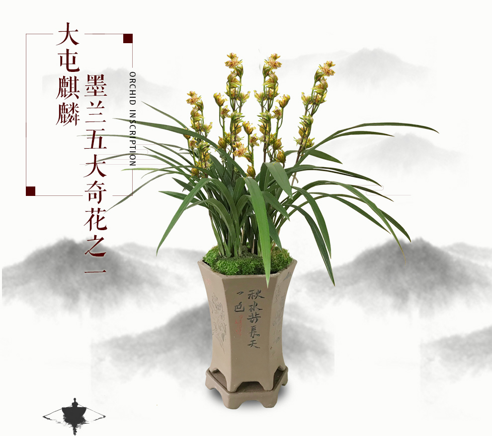 刘阁兰花 墨兰五大奇花之一 大屯麒麟 冬带浓香花苞出售好养易活绿植