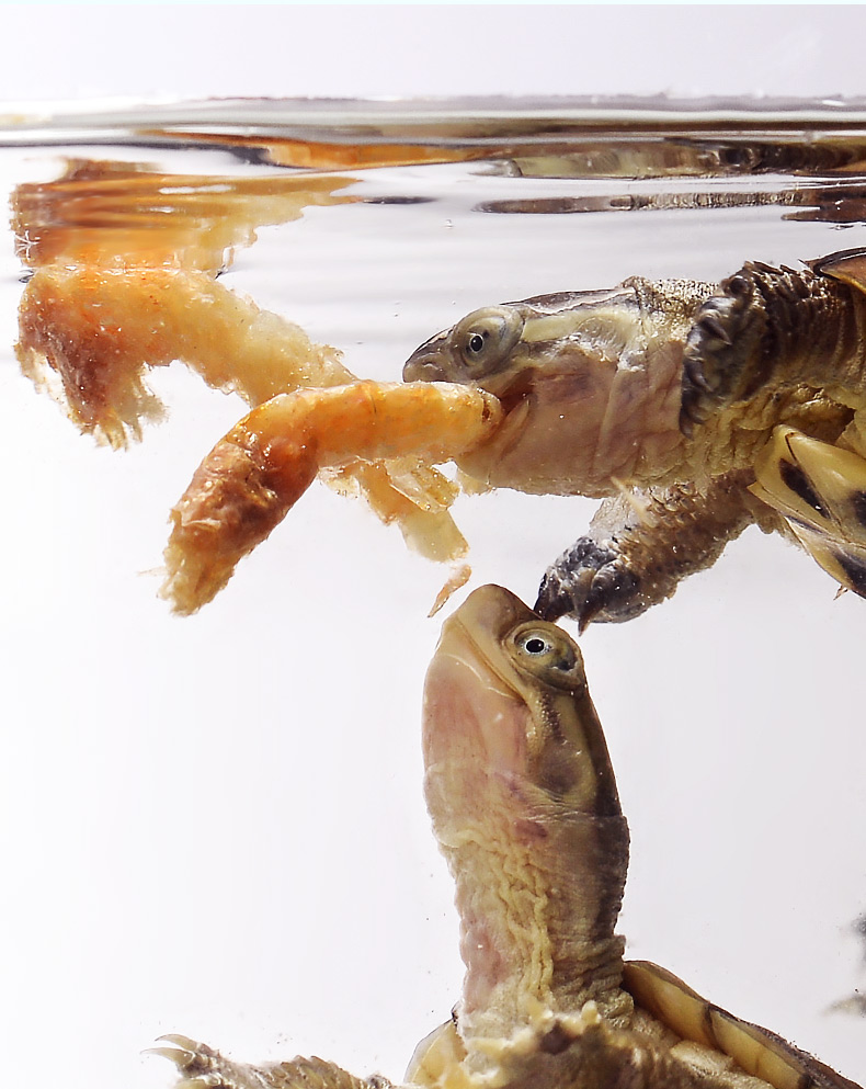 repshop冻干虾乌龟饲料南极磷虾巴西水龟半水龟补钙增色虾干鱼食1000