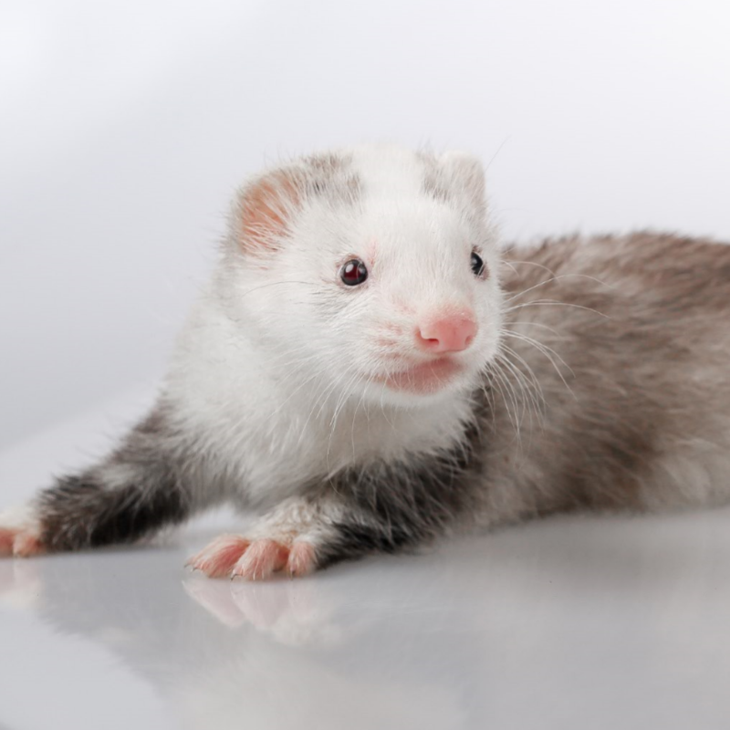 灵狐之家 活体宠物貂丹麦貂雪貂新奇特小龙貂包邮包活爬行稀有萌宠