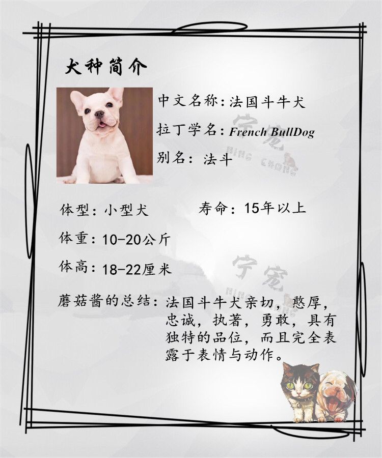 宁宠奶油法斗幼犬活体活体宠物狗法国斗牛犬法牛幼犬黑虎斑法牛犬活体宠物宠物级母 图片价格品牌报价 京东