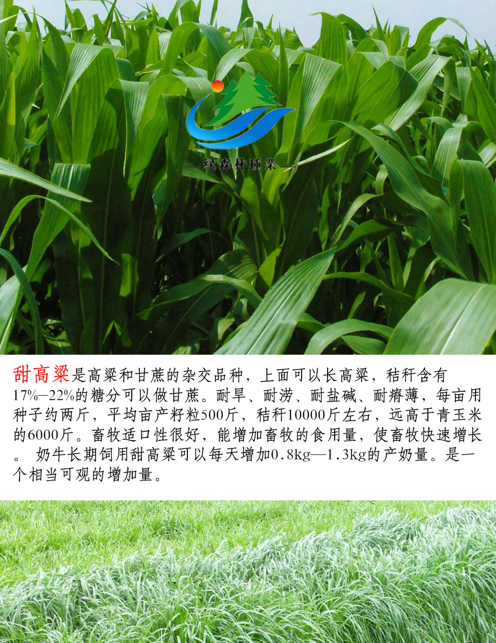 墨西哥玉米草种子进口黑麦草紫花苜蓿苏高丹皇竹草四季多年生牧草脆慕