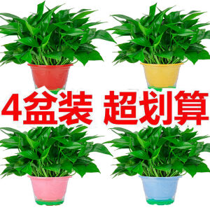 HKPZ 室内好养绿萝盆栽 精品绿萝1盆
6.9元包邮（2人拼、需用券）